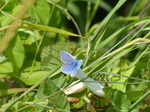 FZ007005 Common Blue (Polyommatus icarus) butterfly.jpg